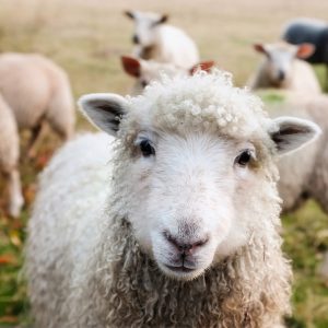 INESS na DNES #40: Za veľa peňazí málo muziky v poľnohospodárstve