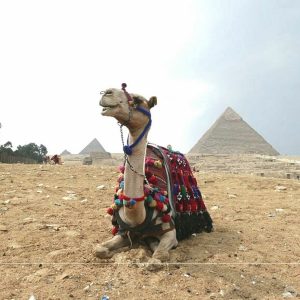BUBO cestovanie: Egypt