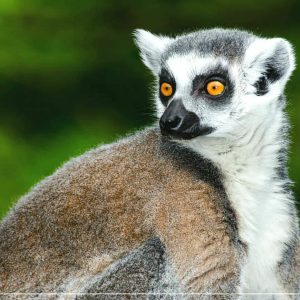 BUBO cestovanie: Madagaskar