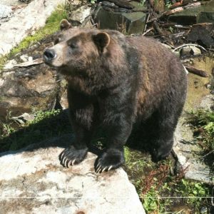 BUBO cestovanie: Západná Kanada