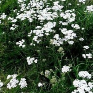 Sezónny receptár – Divozel, echinacea, rebríček obyčajný