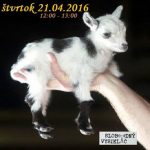 Motorové myši 69 – 2016-04-21 zvery – láska a starostlivosť episode thumbnail