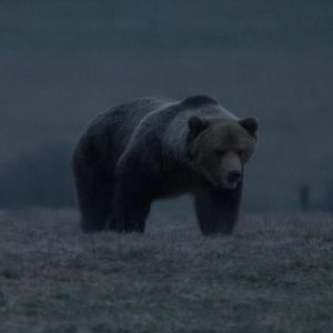 Slovenský film Hlas lesa prináša dôležitú tému, ktorá rozdeľuje spoločnosť