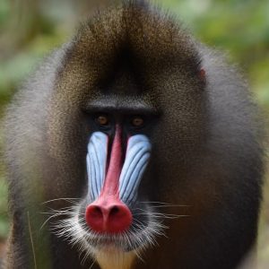 S12E11: GABON – Na huby so slonom