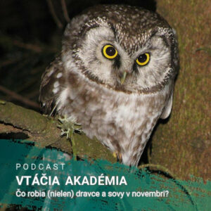 Čo robia (nielen) dravce a sovy v novembri?