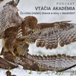 Čo robia (nielen) dravce a sovy v decembri?