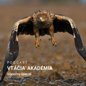 Vtáčia akadémia: Vianočný špeciál