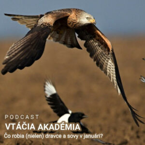 Čo robia (nielen) dravce a sovy v januári?