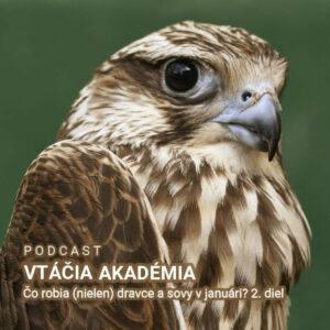 Čo rodia (nielen) dravce a sovy v januári? 2. diel