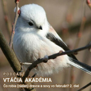 Čo robia (nielen) dravce a sovy vo februári? 2. diel