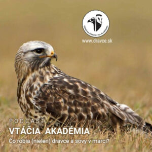 Čo robia (nielen) dravce a sovy v marci?