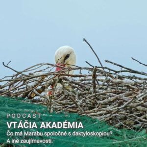 Čo má Marabu spoločné s daktyloskopiou? A iné zaujímavosti.