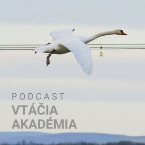 Vtáky a 35 tisíc kilometrov elektrických vedení