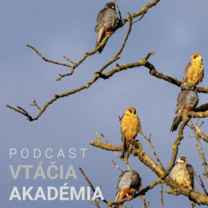 Vtáčia akadémia: Viete čo je „špek“?