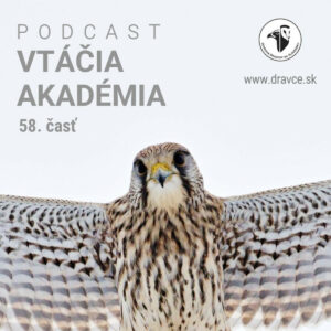 V lesoch aktuálne môžete vidieť vtáčieho hodinového manžela