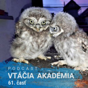 Na deň vtákov sa dajú nachytať aj odborníci na vtáky.