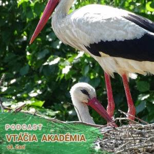 Ako vyzerá prekládka hniezda na elektrickom stĺpe?