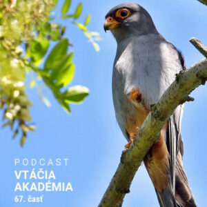 Môžu vtáky plakať? 