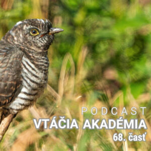 Vtáky nesadajú na ihličnaté stromy, lebo sa popichajú na ihličí? To je mýtus a veľká hlúposť.