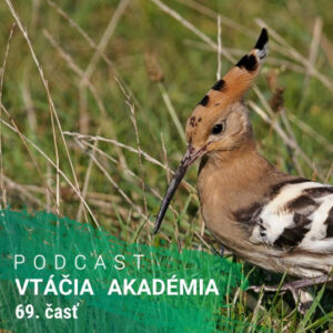 Prečo vtáky menia svoje pohlavie?