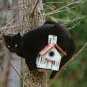 BIRDIE & KITTY PARTY BLUES (Alfonso Llorente)