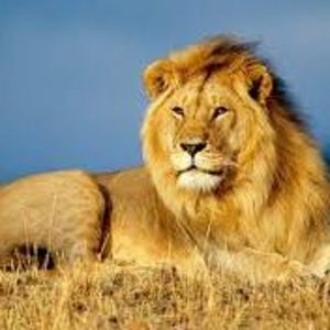 Simba / Lion