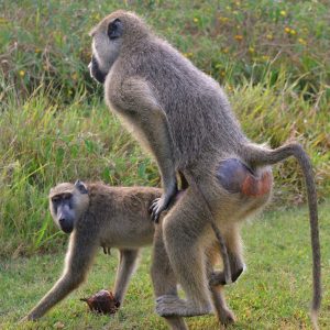 Da Leapfrog . . . 17.11.2015