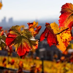 Dopoludnie na InfoVojne s Adrianom 19.11.2025