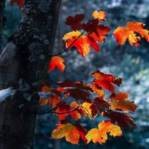 Dopoludnie na InfoVojne s Adrianom 21.11.2025