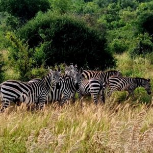 S13E3: TANZÁNIA – Starý život v novej dobe