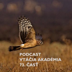 Máme informácie z prvej ruky o odchyte kolibiarika stužkatého, ktorý bude 381 vtáčím druhom na Slovensku