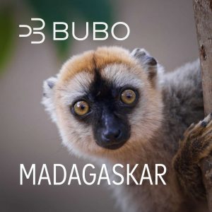 Madagaskar: lemury, baobaby a rituály predkov